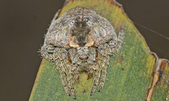 Dolophones turrigera