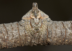 Dolophones turrigera