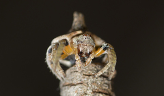 Dolophones turrigera