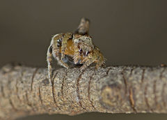 Dolophones turrigera