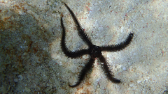 Ophiocoma echinata