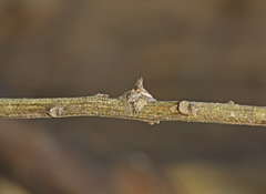 Dolophones turrigera