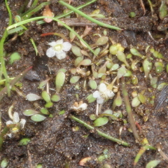 Glossostigma elatinoides