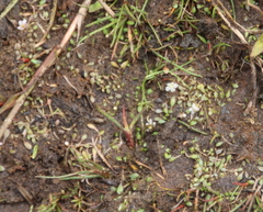 Glossostigma elatinoides