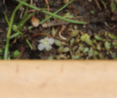 Glossostigma elatinoides