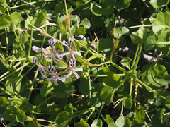 Pelargonium spinosum