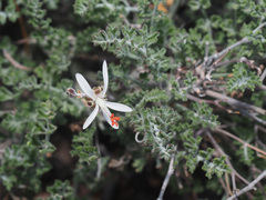 Pelargonium dasyphyllum