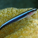 Caribbean Neon Goby - Photo (c) Logan Crees, some rights reserved (CC BY-NC), uploaded by Logan Crees