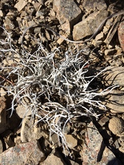 Thamnolia vermicularis vermicularis