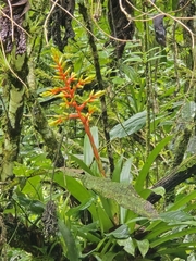 Guzmania scherzeriana, photograph (c) Dylan Camacho Guzman, some rights reserved (CC BY)