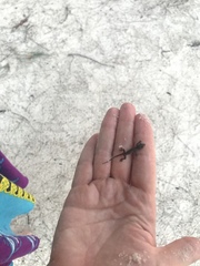 Hemidactylus platyurus