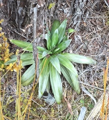 Celmisia semicordata