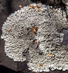 Arctoparmelia centrifuga