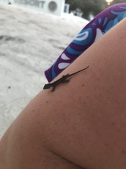 Hemidactylus platyurus