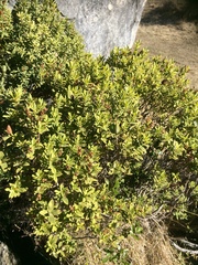 Veronica glaucophylla