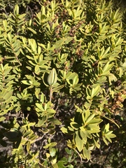 Veronica glaucophylla