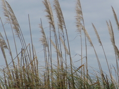 Austroderia splendens