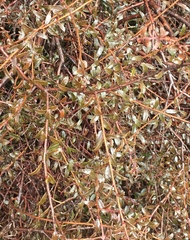 Gaultheria macrostigma