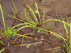 Isolepis prolifera