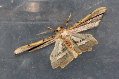 Gonodontis stramenticea