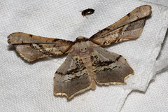 Gonodontis stramenticea