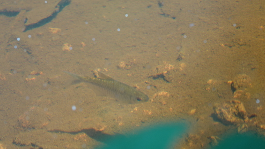 Yellowback tetra (Moenkhausia chrysargyrea) — Characidae
