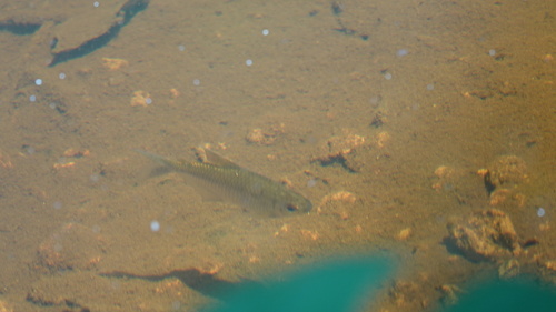 Yellowback tetra (Moenkhausia chrysargyrea) — Characidae