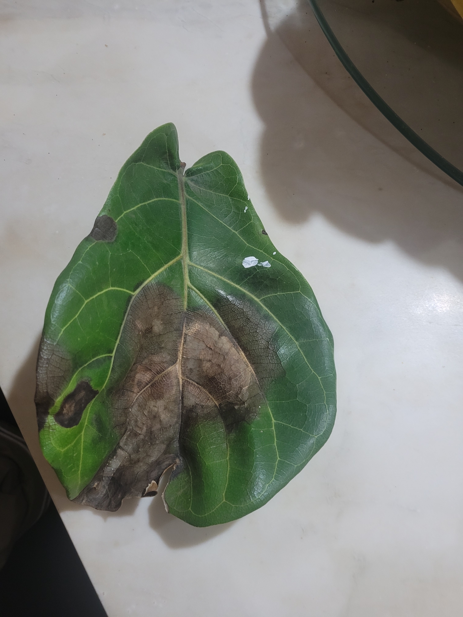 Ficus lyrata