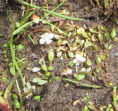 Glossostigma elatinoides