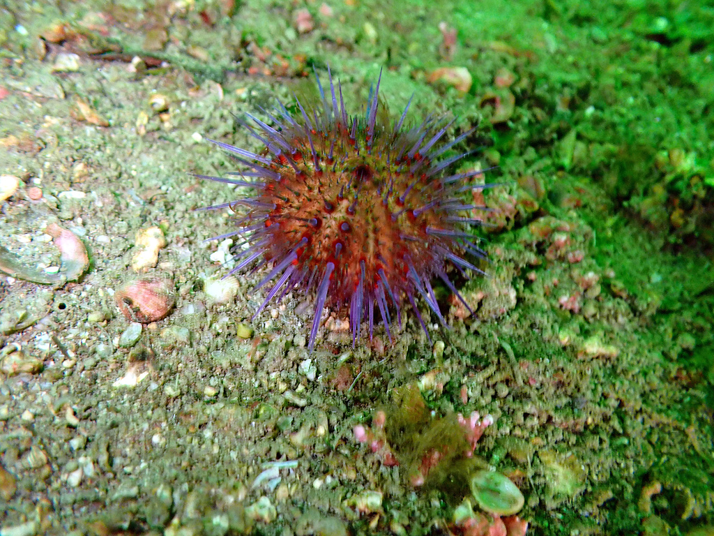 Deniz kestanesi (Paracentrotus lividus)