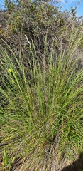 Poa poiformis