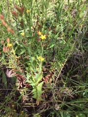Hypericum silenoides