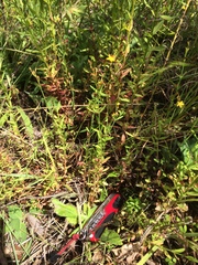 Hypericum silenoides