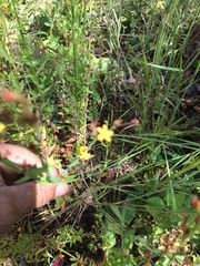 Hypericum silenoides