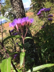 Chromolaena pulchella
