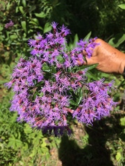 Chromolaena pulchella