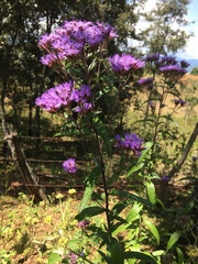Chromolaena pulchella