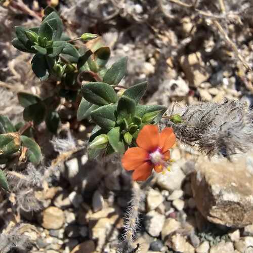scarlet pimpernel