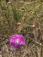 Agalinis peduncularis