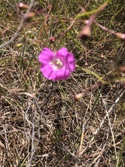 Agalinis peduncularis
