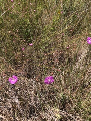 Agalinis peduncularis