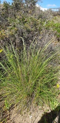 Poa poiformis