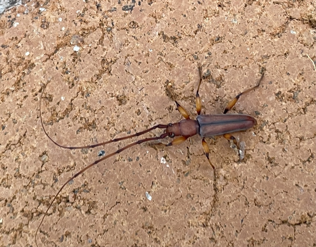 Pelossus ruber