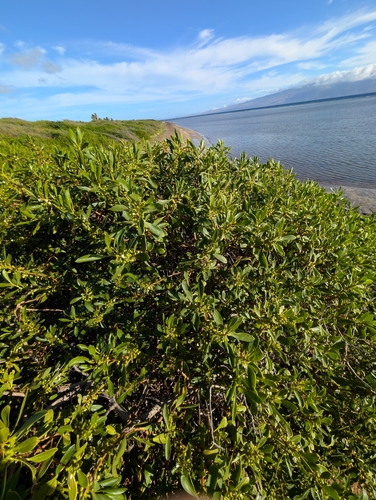 Myoporum sandwicense observed 2025-06-11