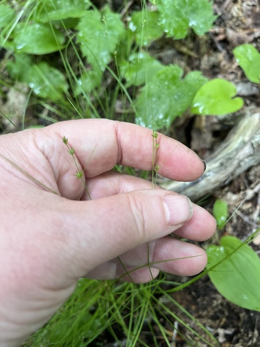 Appalachian sedge (Carex appalachica)