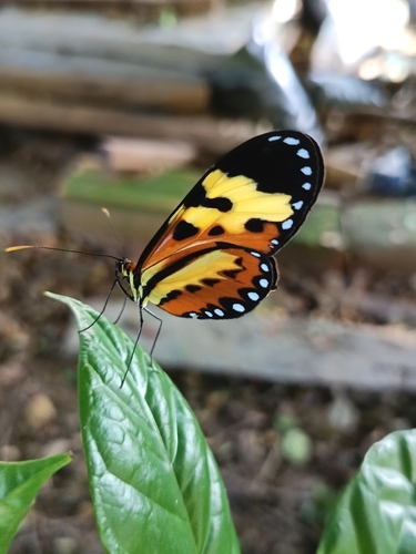 Polymnia Tigerwing photo 5