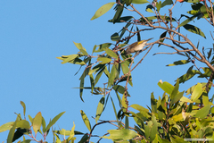 Conopophila albogularis