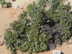 Pelargonium xerophyton