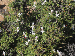 Pelargonium xerophyton