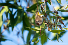 Conopophila rufogularis